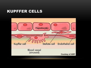 KUPFFER CELLS
 