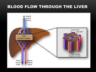 BLOOD FLOW THROUGH THE LIVER
 