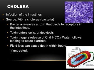 CHOLERA
• Infection of the intestines
• Source: Vibria cholerae (bacteria)
• Bacteria releases a toxin that binds to receptors in
the intestines.
• Toxin enters cells: endocytosis
• Toxin triggers release of Cl & HCO3 Water follows
leading to acute diarrhea.
• Fluid loss can cause death within hours
if untreated.
 