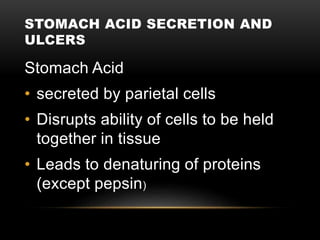 STOMACH ACID SECRETION AND
ULCERS
Stomach Acid
• secreted by parietal cells
• Disrupts ability of cells to be held
together in tissue
• Leads to denaturing of proteins
(except pepsin)
 