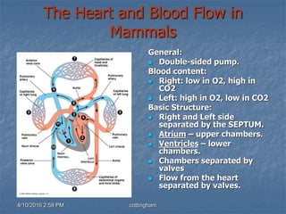 4/10/2016 2:58 PM cottingham
The Heart and Blood Flow in
Mammals
General:
 Double-sided pump.
Blood content:
 Right: low in O2, high in
CO2
 Left: high in O2, low in CO2
Basic Structure:
 Right and Left side
separated by the SEPTUM.
 Atrium – upper chambers.
 Ventricles – lower
chambers.
 Chambers separated by
valves
 Flow from the heart
separated by valves.
 