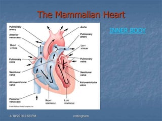 4/10/2016 2:58 PM cottingham
The Mammalian Heart
INNER BODY
 