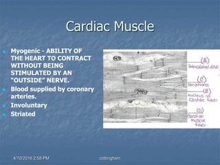 Cardiac Muscle
 Myogenic - ABILITY OF
THE HEART TO CONTRACT
WITHOUT BEING
STIMULATED BY AN
“OUTSIDE” NERVE.
 Blood supplied by coronary
arteries.
 Involuntary
 Striated
4/10/2016 2:58 PM cottingham
 