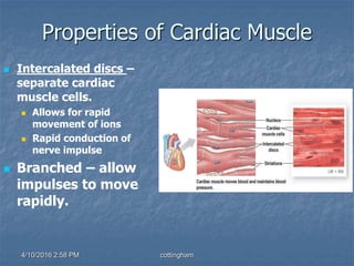 Properties of Cardiac Muscle
 Intercalated discs –
separate cardiac
muscle cells.
 Allows for rapid
movement of ions
 Rapid conduction of
nerve impulse
 Branched – allow
impulses to move
rapidly.
4/10/2016 2:58 PM cottingham
 