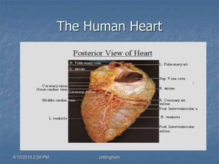 4/10/2016 2:58 PM cottingham
The Human Heart
 