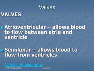 4/10/2016 2:58 PM cottingham
Valves
VALVES
 Atrioventricular – allows blood
to flow between atria and
ventricle
 Semilunar – allows blood to
flow from ventricles
Cardiac Angiography
 