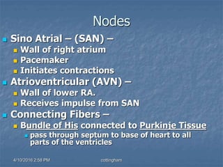 Nodes
 Sino Atrial – (SAN) –
 Wall of right atrium
 Pacemaker
 Initiates contractions
 Atrioventricular (AVN) –
 Wall of lower RA.
 Receives impulse from SAN
 Connecting Fibers –
 Bundle of His connected to Purkinje Tissue
 pass through septum to base of heart to all
parts of the ventricles
4/10/2016 2:58 PM cottingham
 