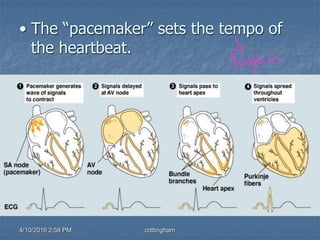 4/10/2016 2:58 PM cottingham
• The “pacemaker” sets the tempo of
the heartbeat.
 
