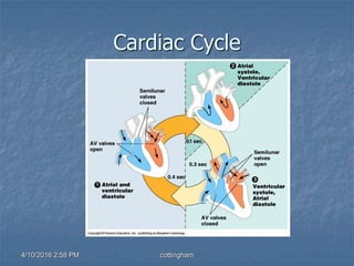 4/10/2016 2:58 PM cottingham
Cardiac Cycle
 