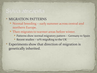  MIGRATION PATTERNS
   Normal breeding – early summer across central and
    northern Europe.
   Then migrates to warmer areas before winter.
      Patterns show normal migratory pattern – Germany to Spain
      Recent studies – 10% migrating to the UK
 Experiments show that direction of migration is
 genetically inherited.
 