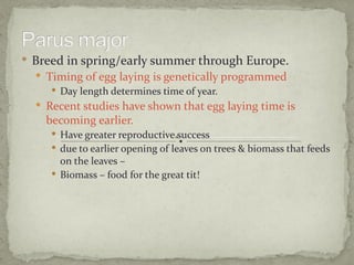  Breed in spring/early summer through Europe.
   Timing of egg laying is genetically programmed
      Day length determines time of year.
   Recent studies have shown that egg laying time is
    becoming earlier.
      Have greater reproductive success
      due to earlier opening of leaves on trees & biomass that feeds
       on the leaves –
      Biomass – food for the great tit!
 