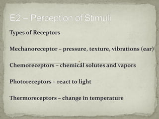 Types of Receptors

Mechanoreceptor – pressure, texture, vibrations (ear)

Chemoreceptors – chemical solutes and vapors

Photoreceptors – react to light

Thermoreceptors – change in temperature
 
