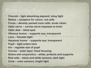  Choroid – light absorbing pigment; stray light
 Retina – receptors for vision; rod cells
 Fovea – densely packed cone cells; acute vision
 Optic nerve – carries nerve impulses to brain
 Optic disk – blind spot
 Vitreous humor – supports eye; transparent
 Lens – focuses light
 Aqueous humor - supports eye; transparent
 Pupil – light enters here
 Iris – regulate size of pupil
 Cornea – outer layer; fixed focusing
 Sclera and conjunctiva – white; protects and supports
 Rod cells – black and white sensors; dark light
 Cone – color sensors; bright light
 