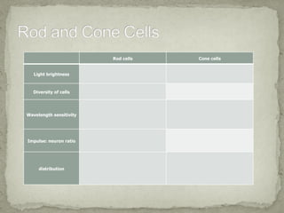               Rod cells   Cone cells


   Light brightness



   Diversity of cells




Wavelength sensitivity




Impulse: neuron ratio




     distribution
 