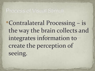 Contralateral Processing – is
 the way the brain collects and
 integrates information to
 create the perception of
 seeing.
 