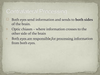 Both eyes send information and sends to both sides
    of the brain.
n   Optic chiasm – where information crosses to the
    other side of the brain
e   Both eyes are responsible for processing information
    from both eyes.
 
