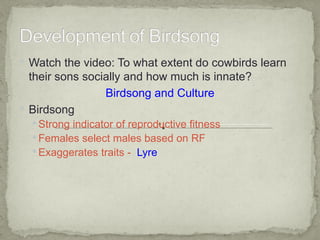  Watch the video: To what extent do cowbirds learn
  their sons socially and how much is innate?
                 Birdsong and Culture
 Birdsong
   Strong indicator of reproductive fitness
   Females select males based on RF
   Exaggerates traits - Lyre
 