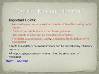  Important Points:
    Axons of many neurons feed into the dendrite of the post synaptic
     neuron.
    Each axon contributes to a membrane potential.
    The effects of each can be excitatory or inhibitory.
    The effect is summative---- and if it reaches Threshold, an AP is
     propagated.
 Effects of excitatory neurotransmitters can be cancelled by inhibitory
  neurons.
 AP at postsynaptic neuron is determined by summation of
  messages.
HOW IT WORKS!
 