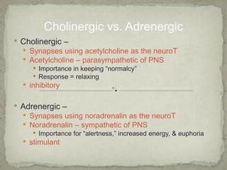 Cholinergic vs. Adrenergic
 Cholinergic –
   Synapses using acetylcholine as the neuroT
   Acetylcholine – parasympathetic of PNS
      Importance in keeping “normalcy”
      Response = relaxing
   inhibitory


 Adrenergic –
   Synapses using noradrenalin as the neuroT
   Noradrenalin – sympathetic of PNS
      Importance for “alertness,” increased energy, & euphoria
   stimulant
 