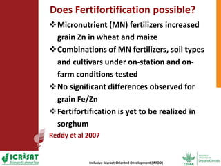 Options for enhancing grain iron and zinc concentrations in sorghum