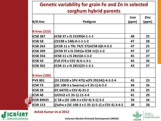 Options for enhancing grain iron and zinc concentrations in sorghum