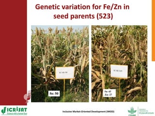 Options for enhancing grain iron and zinc concentrations in sorghum