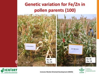 Options for enhancing grain iron and zinc concentrations in sorghum