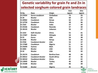 Options for enhancing grain iron and zinc concentrations in sorghum