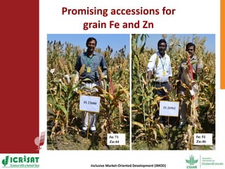 Options for enhancing grain iron and zinc concentrations in sorghum