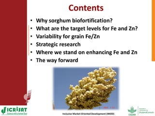 Options for enhancing grain iron and zinc concentrations in sorghum