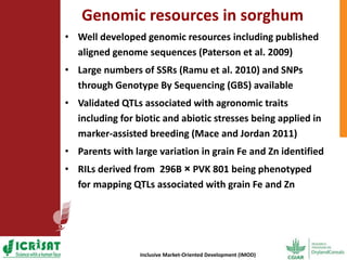Options for enhancing grain iron and zinc concentrations in sorghum