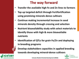 Options for enhancing grain iron and zinc concentrations in sorghum