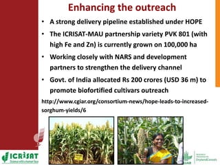 Options for enhancing grain iron and zinc concentrations in sorghum