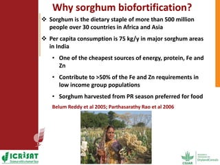 Options for enhancing grain iron and zinc concentrations in sorghum