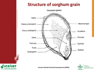 Options for enhancing grain iron and zinc concentrations in sorghum