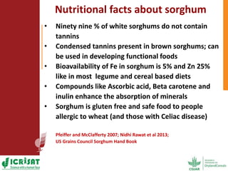 Options for enhancing grain iron and zinc concentrations in sorghum