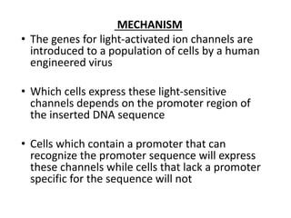 MECHANISM
• The genes for light-activated ion channels are
introduced to a population of cells by a human
engineered virus
• Which cells express these light-sensitive
channels depends on the promoter region of
the inserted DNA sequence
• Cells which contain a promoter that can
recognize the promoter sequence will express
these channels while cells that lack a promoter
specific for the sequence will not
 