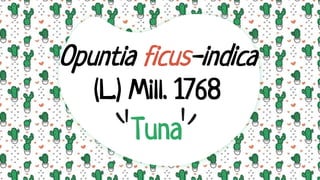 Opuntia ficus-indica
(L.) Mill. 1768
Tuna
 