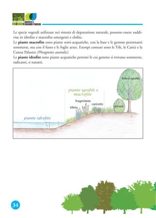 34
Le specie vegetali utilizzate nei sistemi di depurazione naturale, possono essere suddi-
vise in idrofite e macrofite emergenti e elofite.
Le piante macrofite sono piante semi-acquatiche, con la base e le gemme perennanti
sommerse, ma con il fusto e le foglie aeree. Esempi comuni sono le Tife, le Carici e la
Canna Palustre (Phragmites australis).
Le piante idrofite sono piante acquatiche perenni le cui gemme si trovano sommerse,
radicanti, o natanti.
 