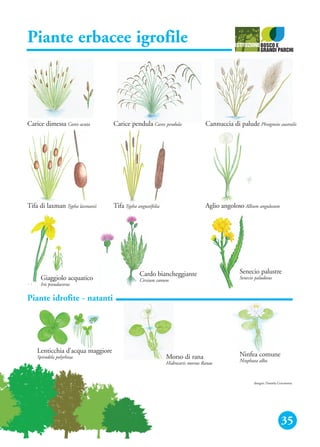 35
Piante erbacee igrofile
Carice dimessa Carex acuta Carice pendula Carex pendula Cannuccia di palude Phragmite australis
Tifa di laxman Typha laxmanii Tifa Typha angustifolia Aglio angoloso Allium angulosum
Giaggiolo acquatico
Iris pseudacorus
Cardo biancheggiante
Cirsium canum
Senecio palustre
Senecio paludosus
Lenticchia d’acqua maggiore
Spirodela polyrhiza Morso di rana
Hidrocaris morsus Ranae
Ninfea comune
Ninphaea alba
disegni: Daniela Gerometta
Piante idrofite - natanti
 