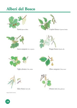 Alberi del Bosco
38
Farnia Quercus Robur Carpino bianco Carpinum betulus
Pioppo bianco Populus albaAcero campestre Acer campestre
Tiglio selvatico Tilia cordata Olmo campestre Ulmus minor
Ontano nero Alnus glutinosaSalice bianco Salix alba
disegni: Daniela Gerometta
 