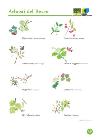 Arbusti del Bosco
39
Biancospino Crataegus monogyna Fusaggine Euonymus europaeus
Pallon di maggio Vibunum opulusSambuco nero Sambucus nigra
Prugnolo Prunus spinosa Lantana Viburnum lantana
Corniolo Cornus masNocciolo Corylus avellana
disegni: Daniela Gerometta
 