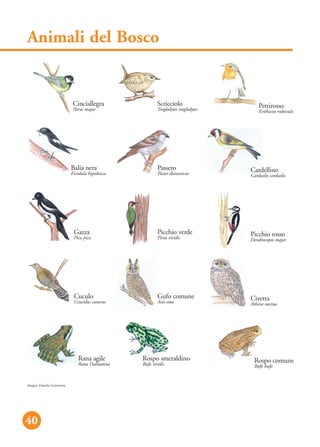 40
Animali del Bosco
Cinciallegra
Parus major
Scricciolo
Troglodytes troglodytes
Pettirosso
Erithacus rubecula
Balia nera
Ficedula hypoleuca
Passero
Passer domesticus
Cardellino
Carduelis carduelis
Gazza
Pica pica
Picchio verde
Picus viridis
Picchio rosso
Dendrocopos major
Cuculo
Ccuculus canorus
Gufo comune
Asio otus
Civetta
Athene noctua
Rospo smeraldino
Bufo viridis
Rospo comune
Bufo bufo
Rana agile
Rana Dalmatina
disegni: Daniela Gerometta
 