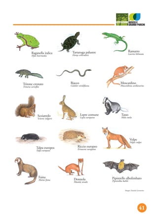 41
Raganella italica
Hyla Intermedia
Tartaruga palustre
Hemys orbicularis
Ramarro
Lacerta bilineata
Tritone crestato
Triturus carniflex
Biacco
Culuber viridiflavus
Moscardino
Muscardinus avellanarius
Scoiattolo
Sciurus vulgaris
Lepre comune
Lepus europaeus
Tasso
Meles meles
Talpa europea
Talpa europaea
Riccio europeo
Erinaceus europaeus
Volpe
Vulpes vulpes
Faina
Martes foina Donnola
Mustela nivalis
Pipistrello albolimbato
Pipistrellus kuhlii
disegni: Daniela Gerometta
 