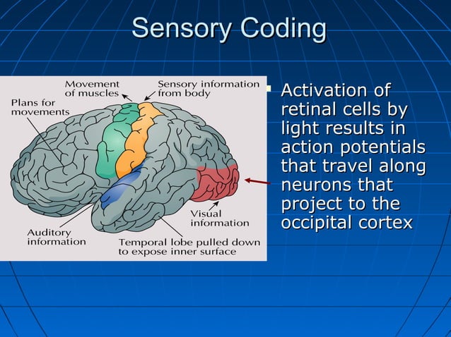 Physiology of Special Senses and Perception | PPT | Brain and Nervous ...