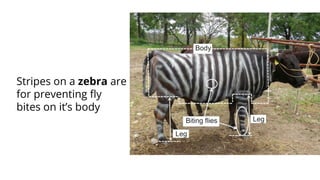 Stripes on a zebra are
for preventing ﬂy
bites on it’s body
 