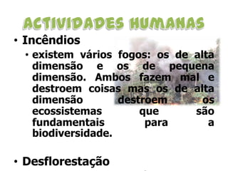 • Incêndios
• existem vários fogos: os de alta
dimensão e os de pequena
dimensão. Ambos fazem mal e
destroem coisas mas os de alta
dimensão
destroem
os
ecossistemas
que
são
fundamentais
para
a
biodiversidade.

• Desflorestação

 