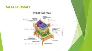 METABOLISMO
Peroxissomas
 