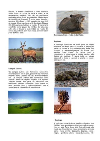 cerrado, a floresta Amazônica, a mata Atlântica,
assim como os ciclos de seca e cheia, e de
temperaturas elevadas. São 140 mil quilômetros
quadrados só no Brasil, equivalente a 5 Bélgicas ou
ao território de Portugal. É onde vivem jacarés -
cerca de 32 milhões - , 365 espécies de aves, 240
de peixes, 80 de mamíferos e 50 de répteis. Mais de
600.000 capivaras habitam a região. O pantanal é
escolhido como pouso de milhões de pássaros,
entre eles o tuiuiús, a ave-símbolo da região. Os
cervos-do-pantanal, bem mais raros, também fazem
parte da fauna local.
                                                      Campos sulinos e ratão do banhado.


                                                      Caatinga
                                                      A caatinga localiza-se na maior parte da região
                                                      Nordeste. No longo período da seca, a vegetação
                                                      perde as folhas e fica esbranquiçada. Esse fato
                                                      originou o nome caatinga que na língua tupi,
                                                      significa "mata branca". Os cactos, como o
                                                      mandacaru, o xique-xique e outras plantas, são
                                                      típicos da caatinga. A fauna inclui as cobras
                                                      cascavel e jibóia, o gambá, a gralha, o veado-
                                                      catingueiro etc.




Campos sulinos
Os campos sulinos são formações campestres
encontradas no sul do país, passando do interior do
Paraná e Santa Catarina até o sul do Rio Grande do
Sul. Os campos sulinos são conhecidos como
pampas, termo de origem indígena que significa
"regiões planas". Em geral, há predomínio das
gramíneas, plantas conhecidas como grama ou
relva. Animais como o ratão-do-banhado, preá e
vários tipos de cobras são ali encontrados.




                                                      Cascavel e mandacaru


                                                      Restinga
                                                      A restinga é típica do litoral brasileiro. Os seres que
                                                      habitam esse ecossistema vivem em solo arenoso,
                                                      rico em sais. Parte desse solo fica submersa pela
                                                      maré alta. Encontramos nesse ecossistema animais
                                                      como maria-farinha, besourinho-da-praia, viúva-
                                                      negra, gavião-se-coleira, coruja-buraqueira, tiê-
 