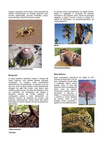 sangue e perereca, entre outros. Como exemplos de     O cerrado ocorre principalmente na região Centro-
plantas características da restinga podemos citar:    Oeste. A vegetação é composta de arbustos
sumaré, aperta-goéla, açucena, bromélias, cactos,     retorcidos e de pequeno porte, sendo as principais
coroa-de-frade, aroeirinha, jurema e taboa.           espécies: o araçá, o murici, o buriti e o indaiá. É o
                                                      habitat do lobo-guará, do tamanduá-bandeira, da
                                                      onça-pintada etc.




                                                      Buriti




                                                      Tamanduá-bandeira
maria-farinha e coroa-de-frade


                                                      Mata Atlântica
Manguezal
                                                      Esse ecossistema estende-se da região do Rio
A costa brasileira apresenta, desde o Amapá até
                                                      Grande do Norte até o sul do
Santa Catarina, uma estreita floresta chamada
                                                      país. Apresenta árvores altas
manguezal, ou mangue. Esse ecossistema
                                                      e vegetação densa, pouco
desenvolve-se, principalmente, no estuário e na foz
                                                      espaço vazio. É uma das
dos rios, onde há água salobra e local parcialmente
                                                      áreas de maior diversidade de
abrigado da ação das ondas, mas aberto para
                                                      seres vivos do planeta.
receber a água do mar. Os solos são lodosos e ricos
                                                      Encontra-se plantas como o
em nutrientes. Os manguezais são abrigos e
                                                      pau-brasil, o ipê-roxo, o
berçários naturais de muitas espécies de
                                                      angico, o manacá-da-serra e
caranguejos, peixes e aves. Apresentam um
                                                      o cambuci e várias espécies
pequeno número de espécies de árvores, que
                                                      de animais, como a onça
possuem raízes-escoras. Essas raízes são assim
                                                      pintada, a anta, o queixada, o
chamadas por serem capazes de fixar as plantas em
                                                      gavião e o mico-leão-dourado.
solo lodoso.




raízes escoras
Cerrado
 